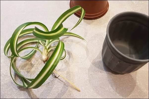 Grünlilie vermehren - so einfach geht das