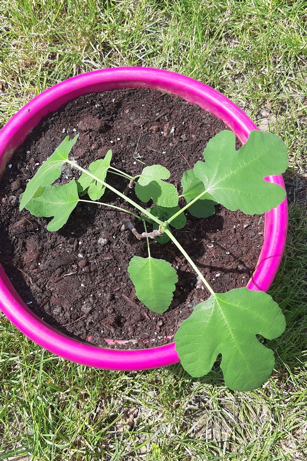 Feige durch Stecklinge vermehren und die Feige als Kübelpflanze halten