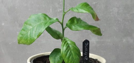 Zitronenkern einpflanzen und Zitronenbaum ziehen