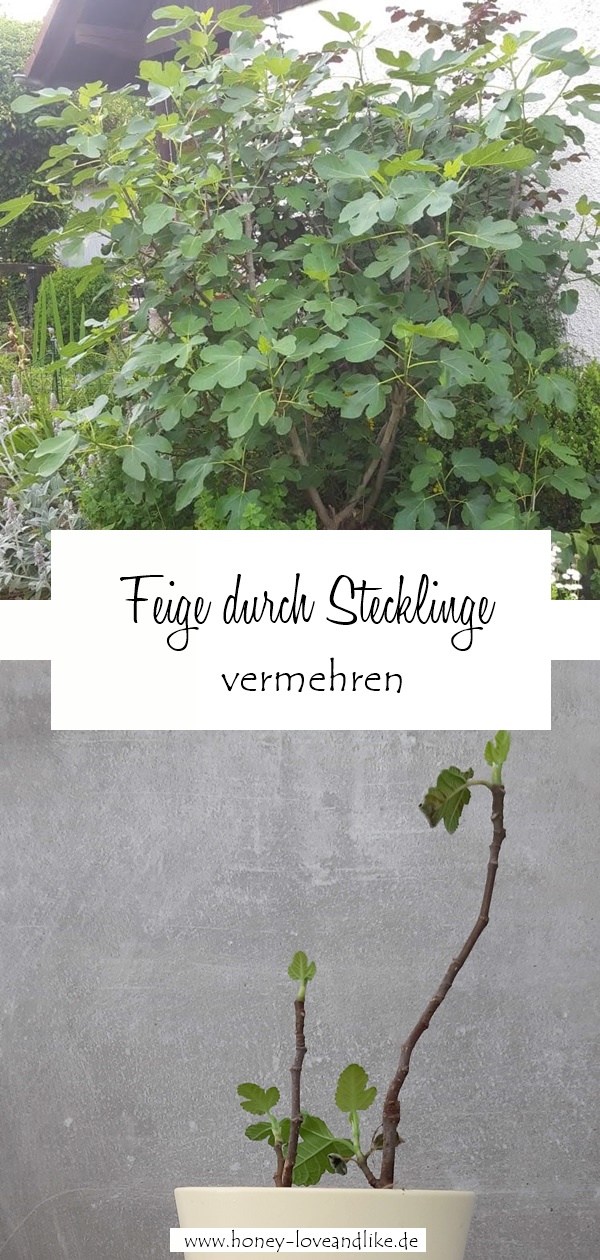 Feige durch Stecklinge vermehren